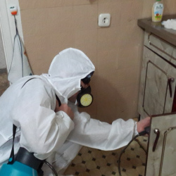 Дезинфекция от муравьев в квартире в Белореченске